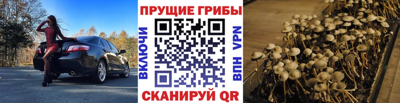 Псилоцибиновые грибы Psilocybine cubensis  Рязань 